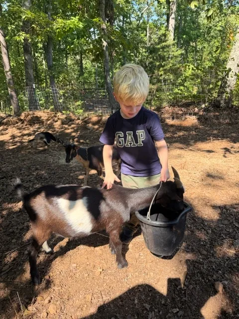 Boy feeding the goats from a bucket